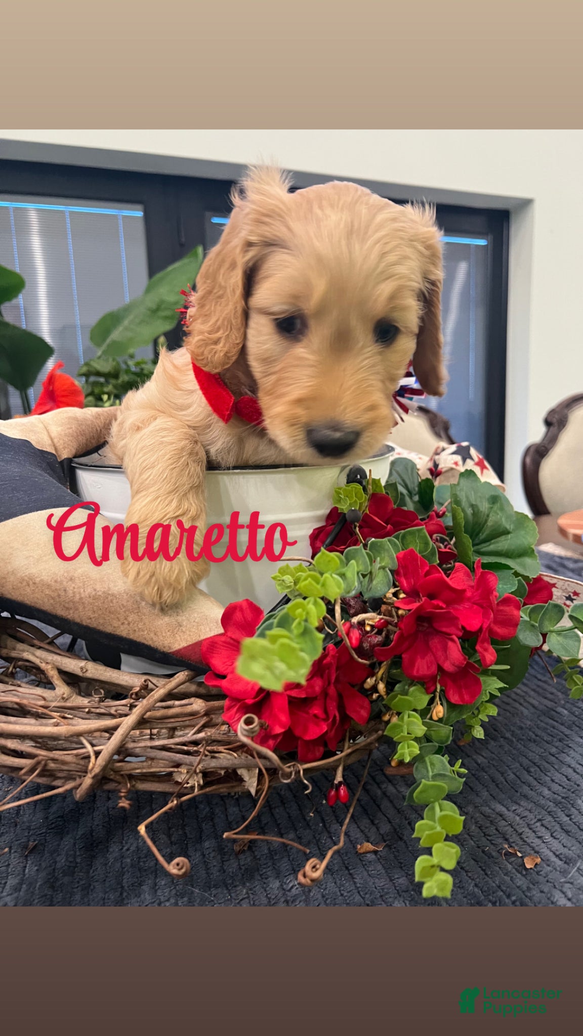 Goldendoodle dogs Amaretto  - Ad 1