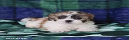 Shihpoo dogs for sale: Tyler - Ad 3