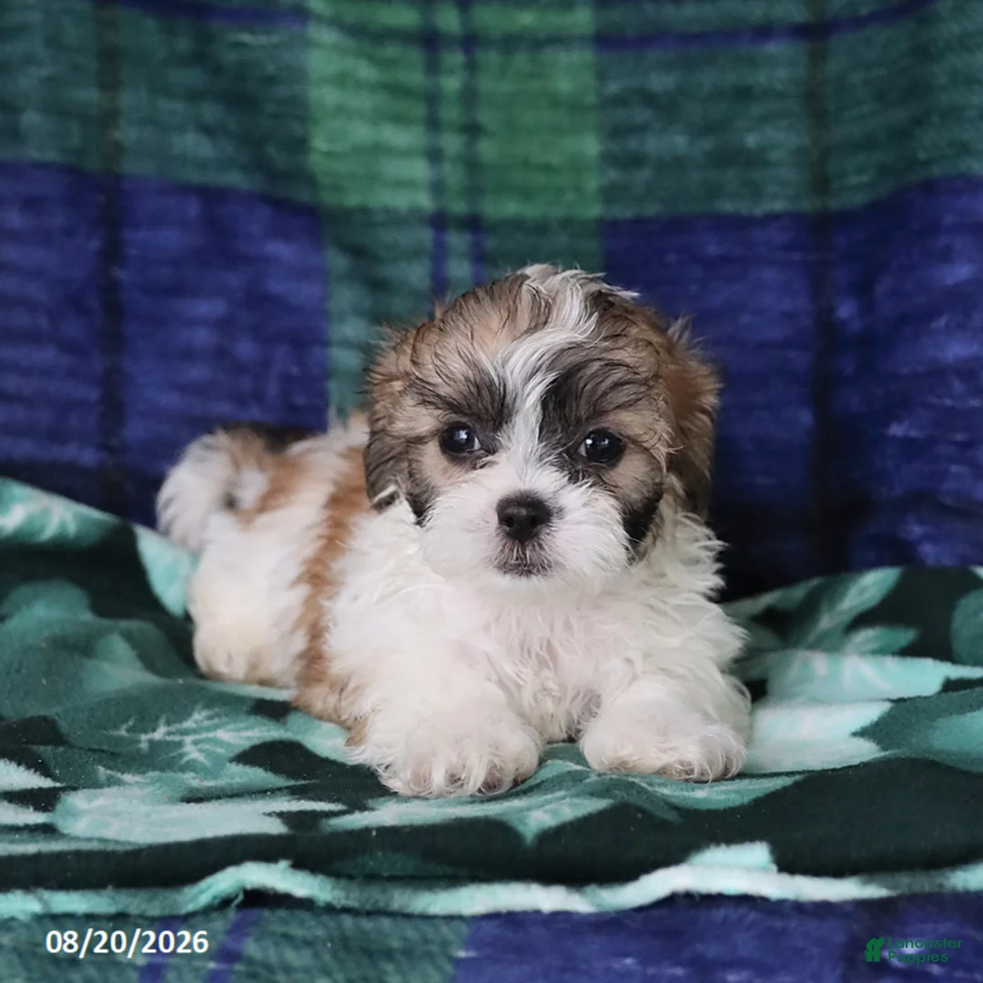 Shihpoo dogs for sale: Tyler - Ad 3