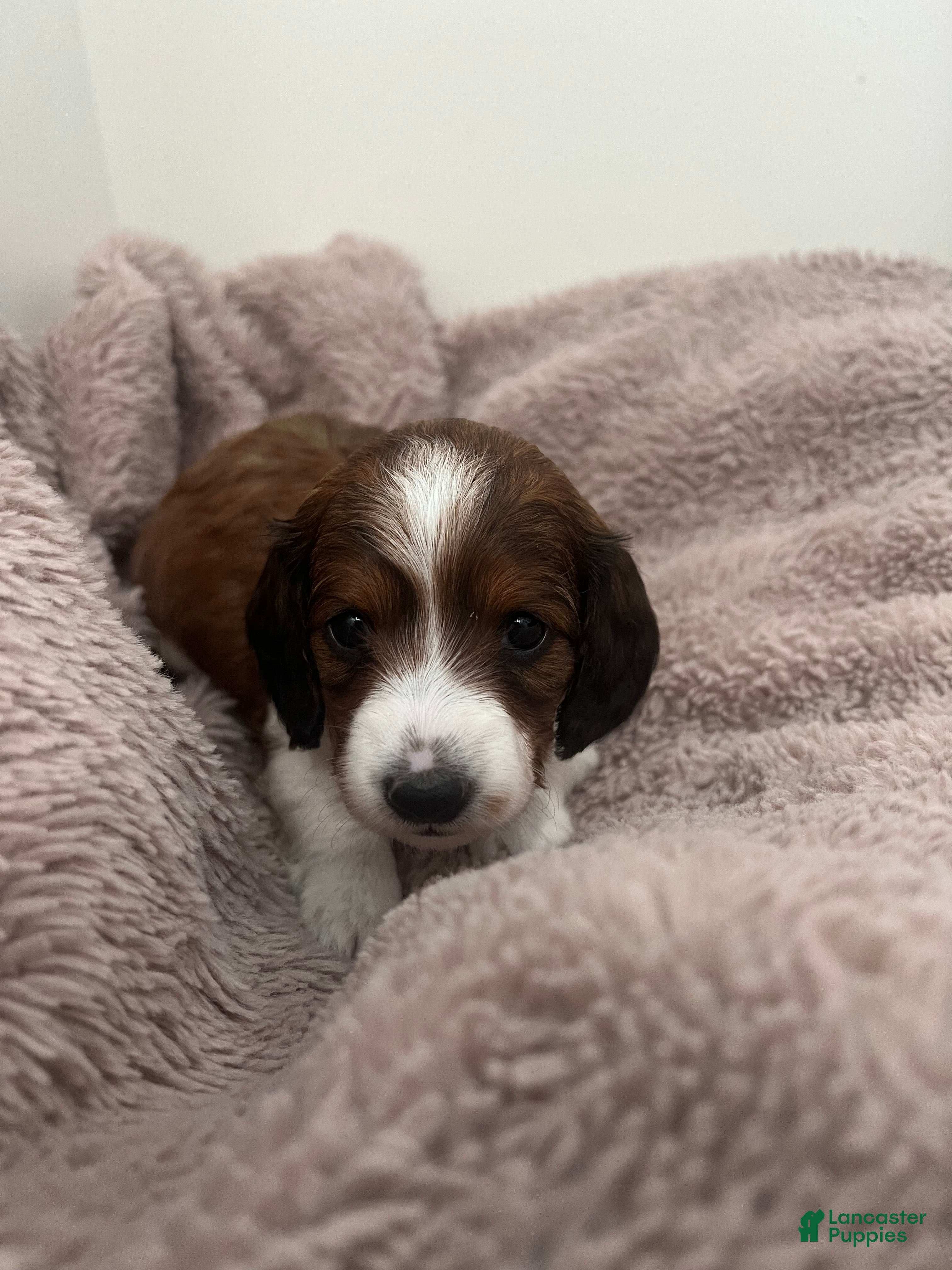 Miniature Dachshund dogs Star - Ad 2