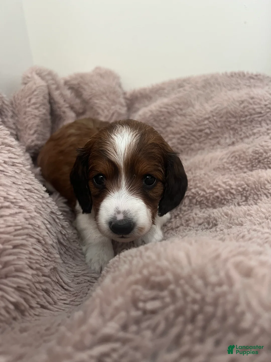 Miniature Dachshund dogs for sale: Star - Ad 2