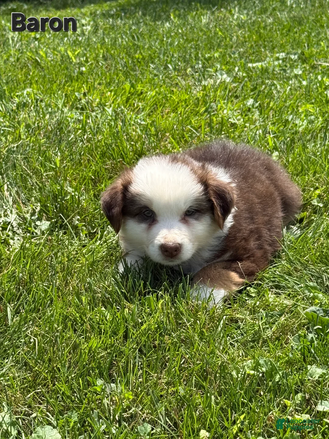 Australian Shepherd dogs for sale: Australian Shepherd 2 - Ad 2