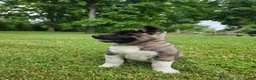 Akita dogs for sale: Akita  - Ad 7