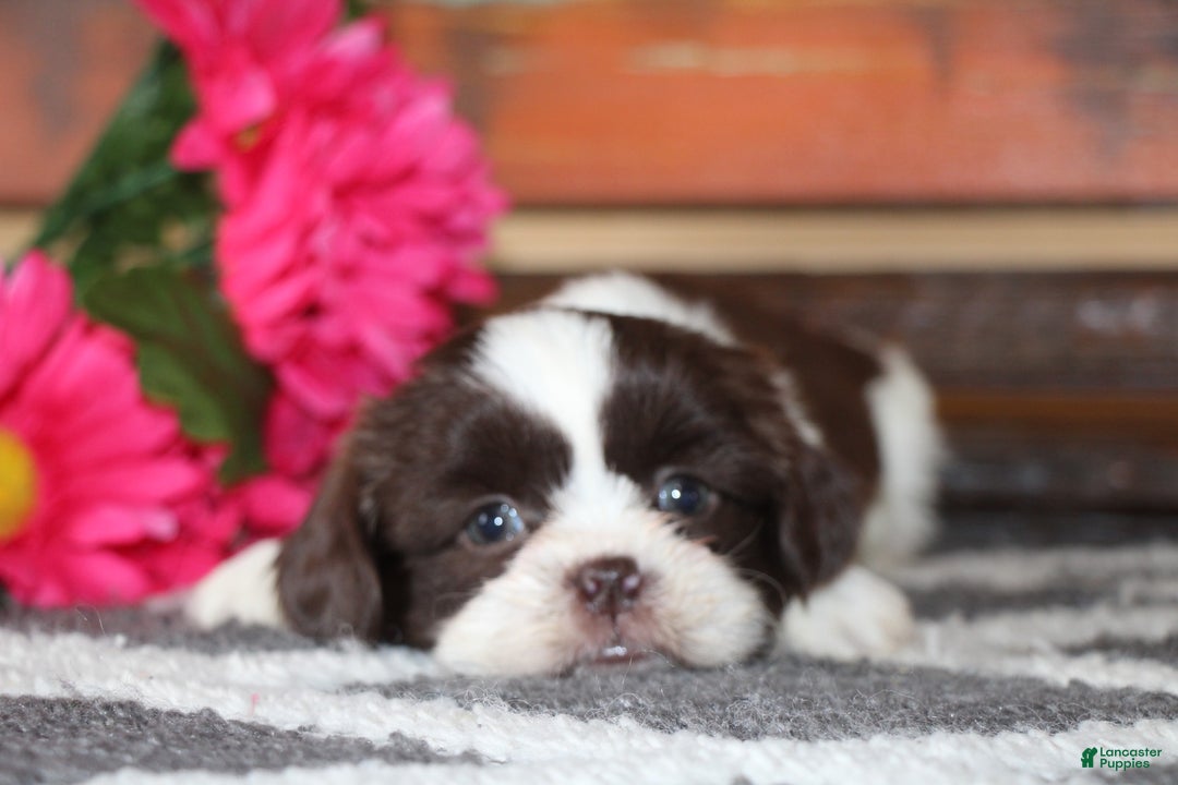 Shih Tzu dogs for sale: Tyler - Ad 5