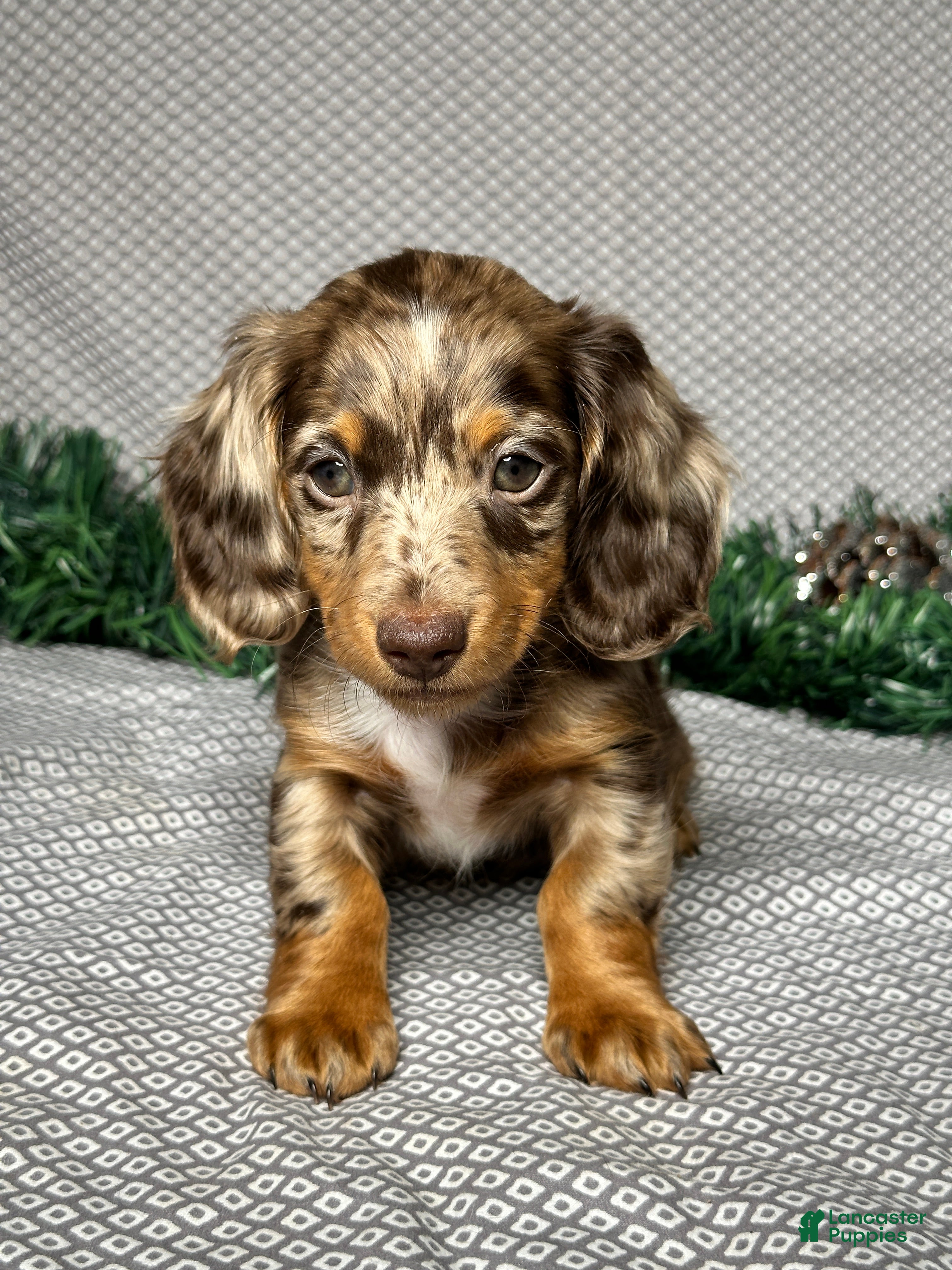 Miniature Dachshund dogs Zoey - Ad 13