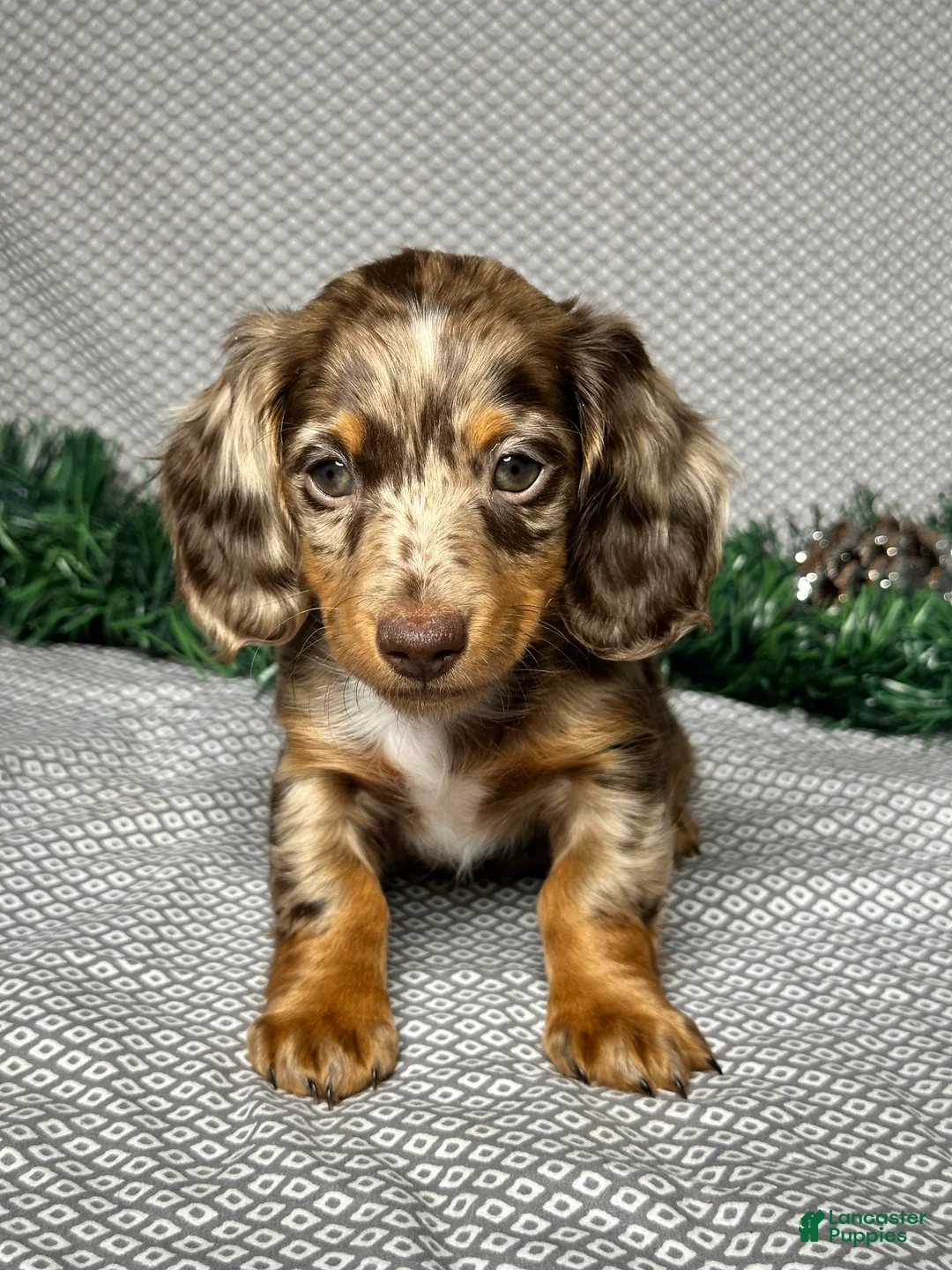 Miniature Dachshund dogs for sale: Zoey - Ad 1