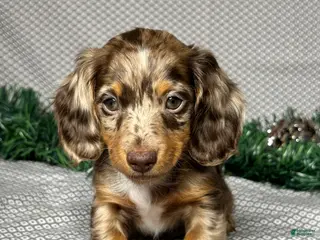 Miniature Dachshund dogs Zoey - Ad 13