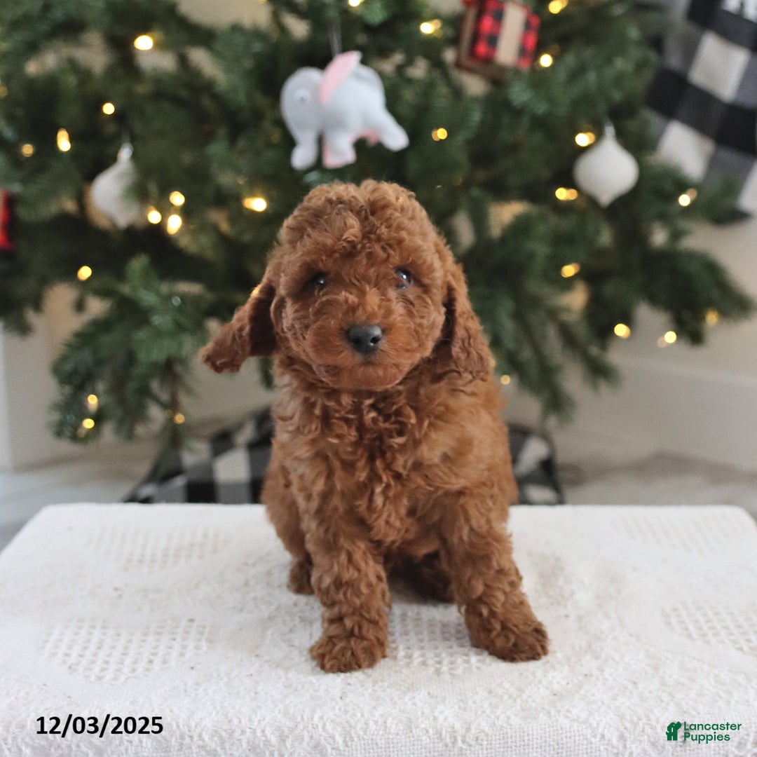 Cockapoo dogs for sale: Ace - Ad 3