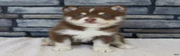 Pomsky dogs for sale: Roxie - Ad 2