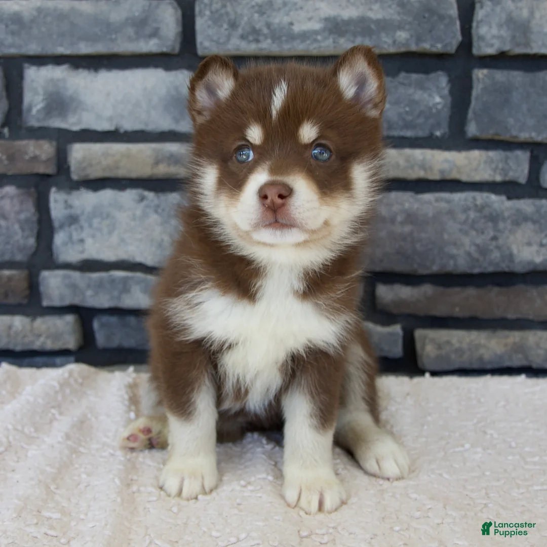 Pomsky dogs for sale: Roxie - Ad 2