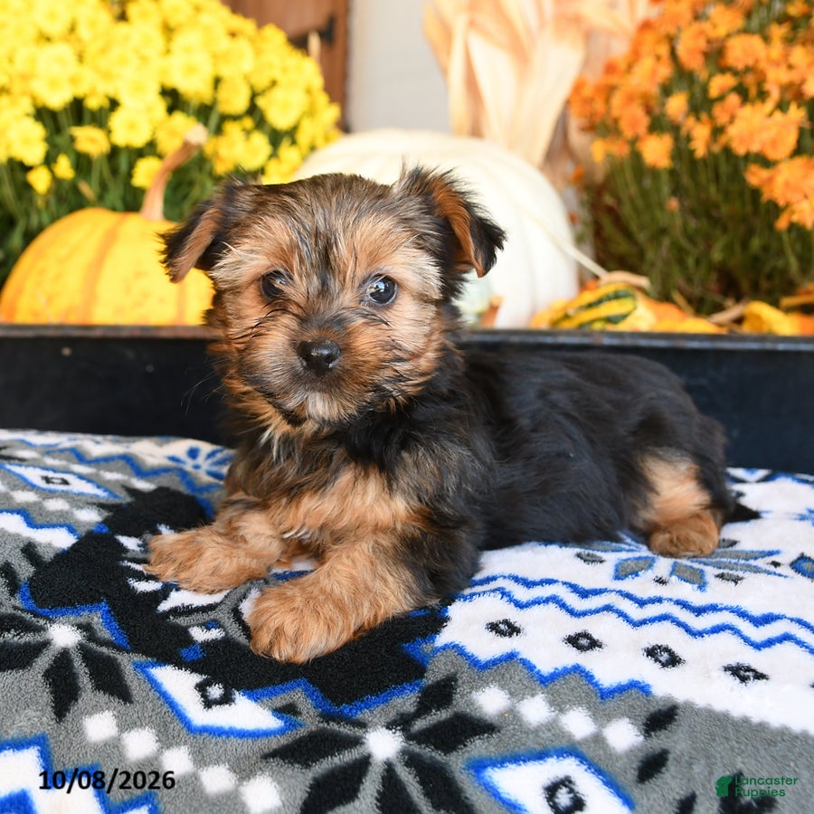 Cookie (Shorkie, Female) in Ronks, PA