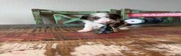 Miniature Poodle dogs for sale: Akc Clear 🧬 tested Blue Merle Phantom Parti boy - Ad 7