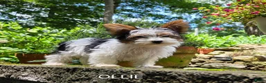 Oliver