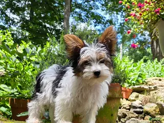 Yorkshire Terrier dogs for sale: Oliver - Ad 4