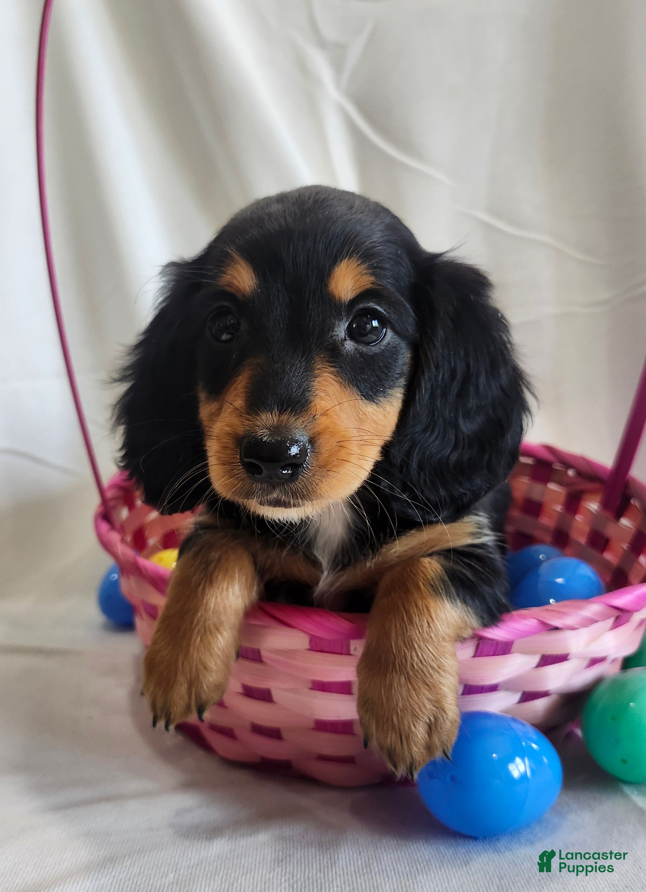 Miniature Dachshund dogs Leah  - Ad 2