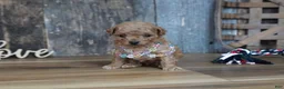 Maltipoo dogs for sale: Nessa - Ad 3