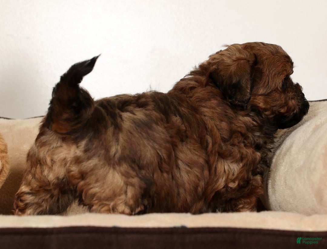 Shihpoo dogs for sale: Bear - Ad 7