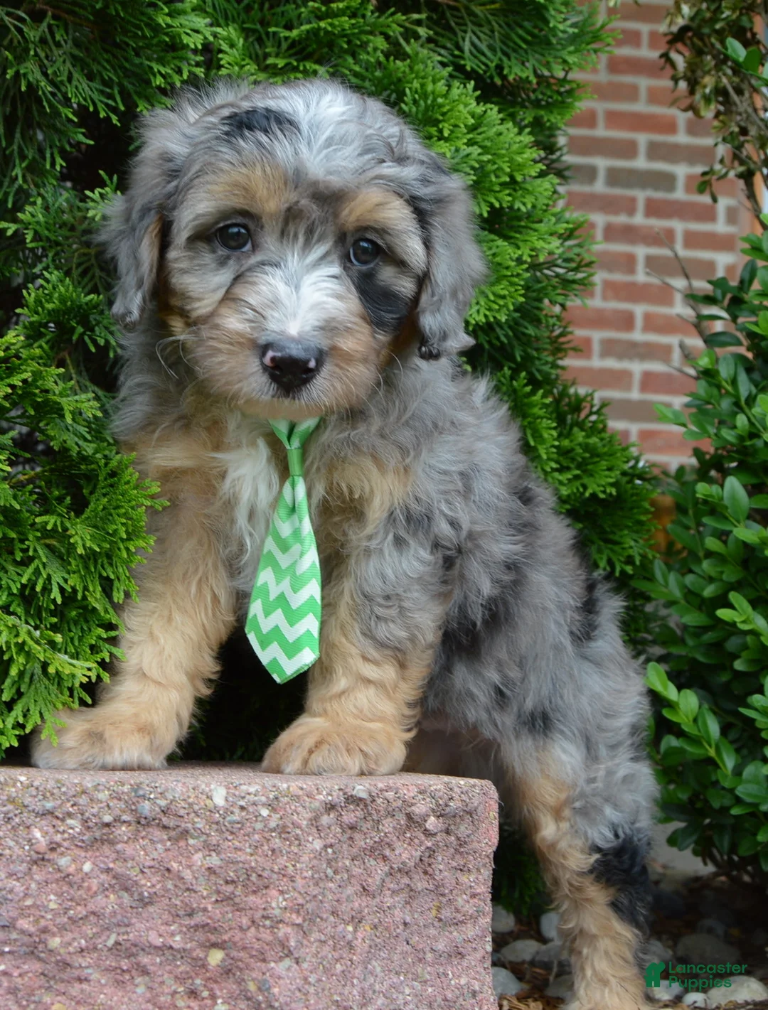 Mini Aussiedoodle dogs for sale: Mini Asher - Ad 1