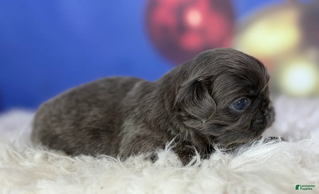 Pekingese dogs for sale: Akc DNA OFA Blue boots  - Ad 6