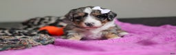 Mini Bernedoodle dogs for sale: Jewel - Ad 2