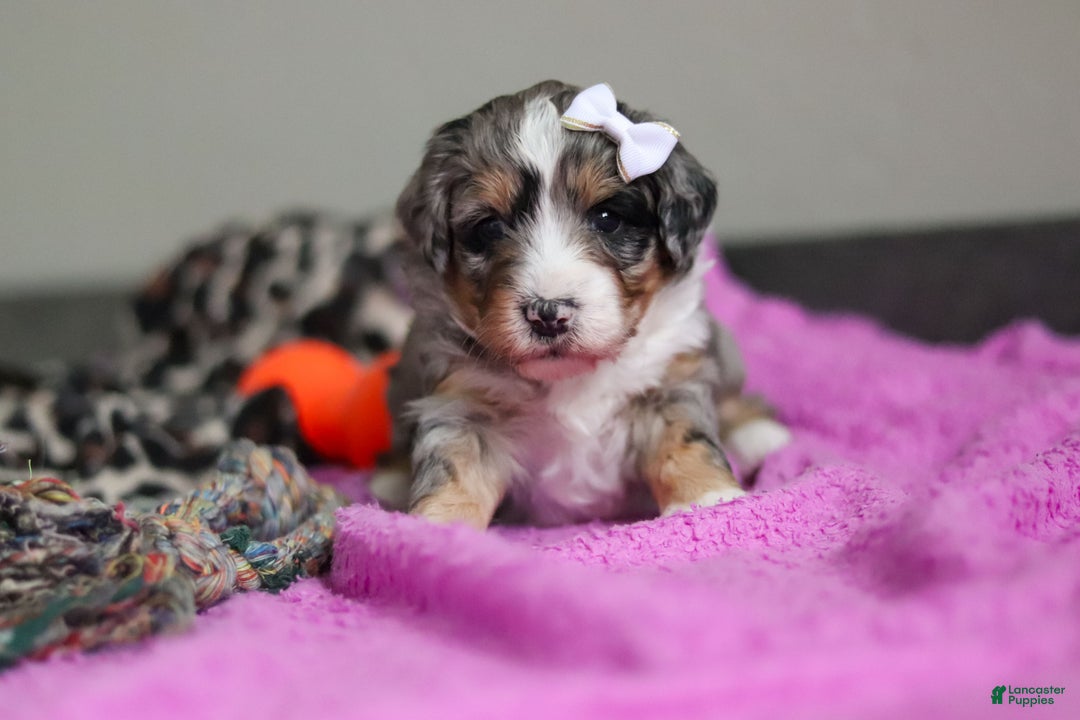 Mini Bernedoodle dogs for sale: Jewel - Ad 2