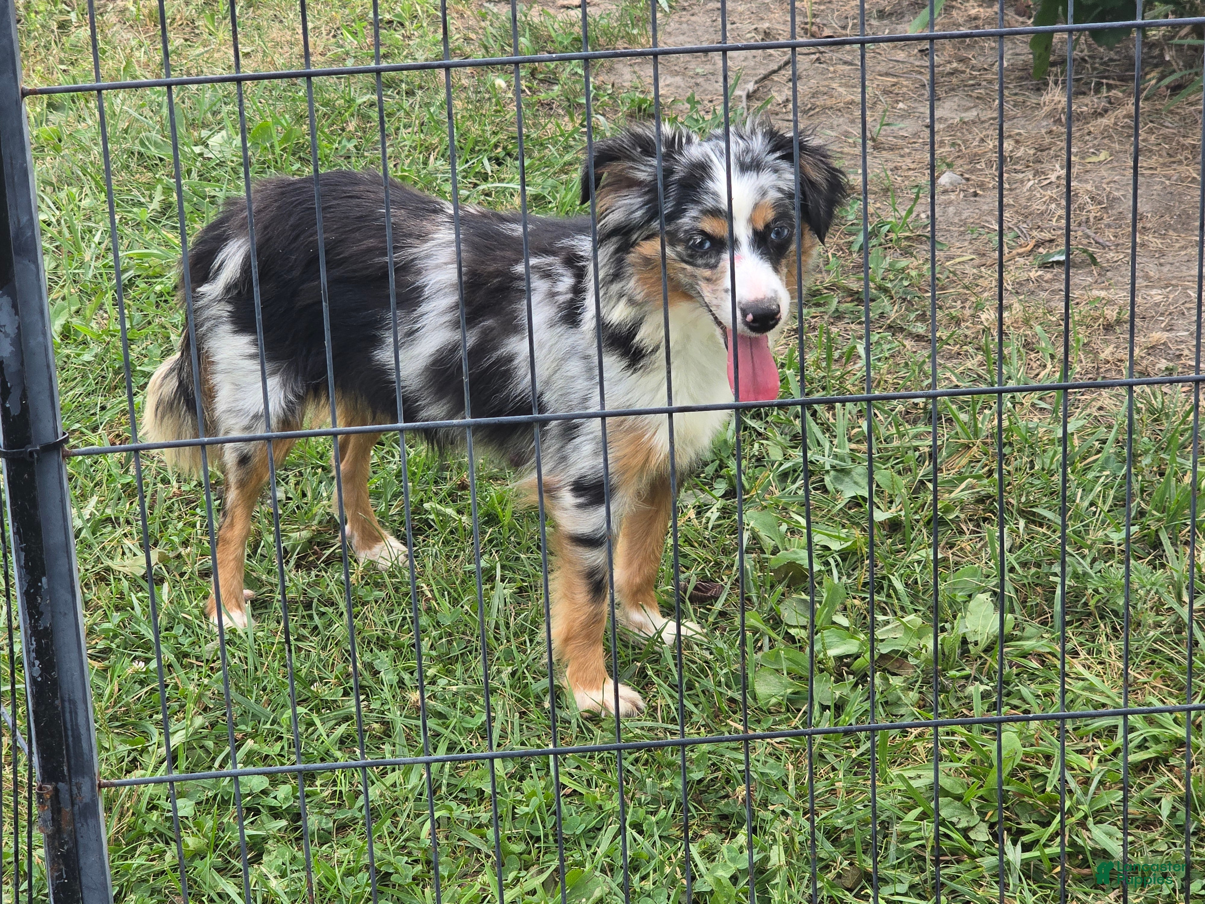 Toy Australian Shepherd dogs Boy 2 - Ad 2