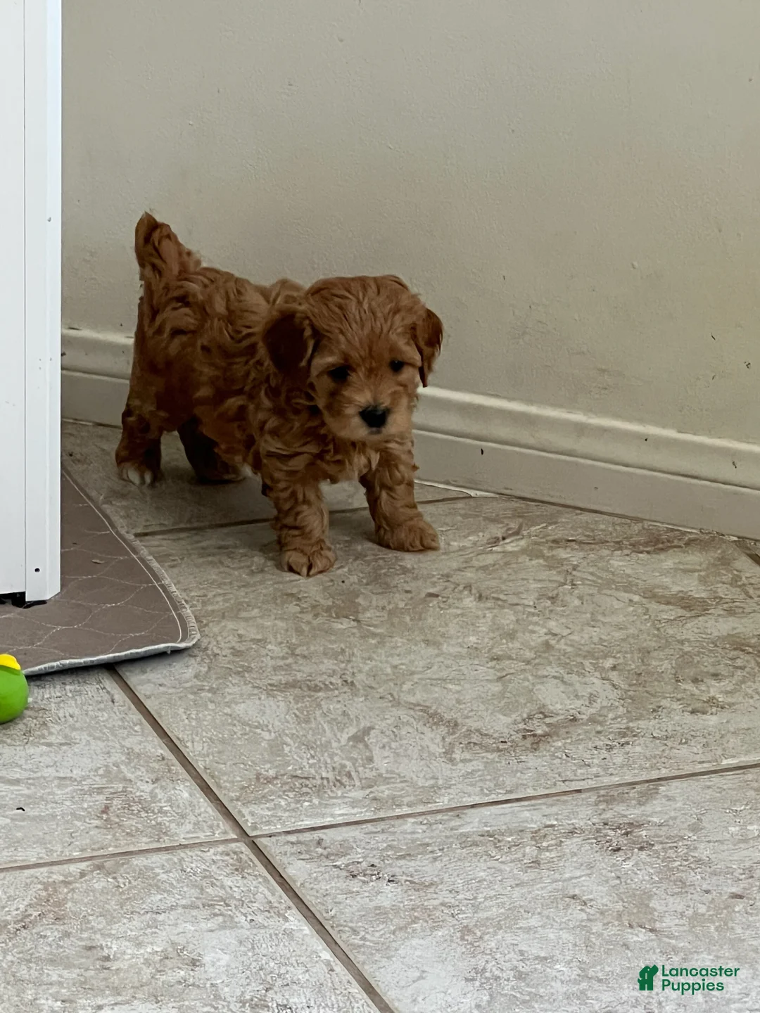 Miniature Labradoodle dogs for sale: Copper - Ad 1