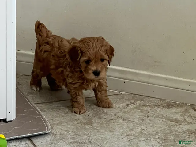 Miniature Labradoodle dogs for sale: Copper - Ad 24