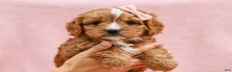 Cavapoo dogs for sale: Oralee Cavapoo Puppy - Ad 2