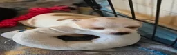 Mixed Breed dogs for sale: Mixed Breed 2 - Ad 2