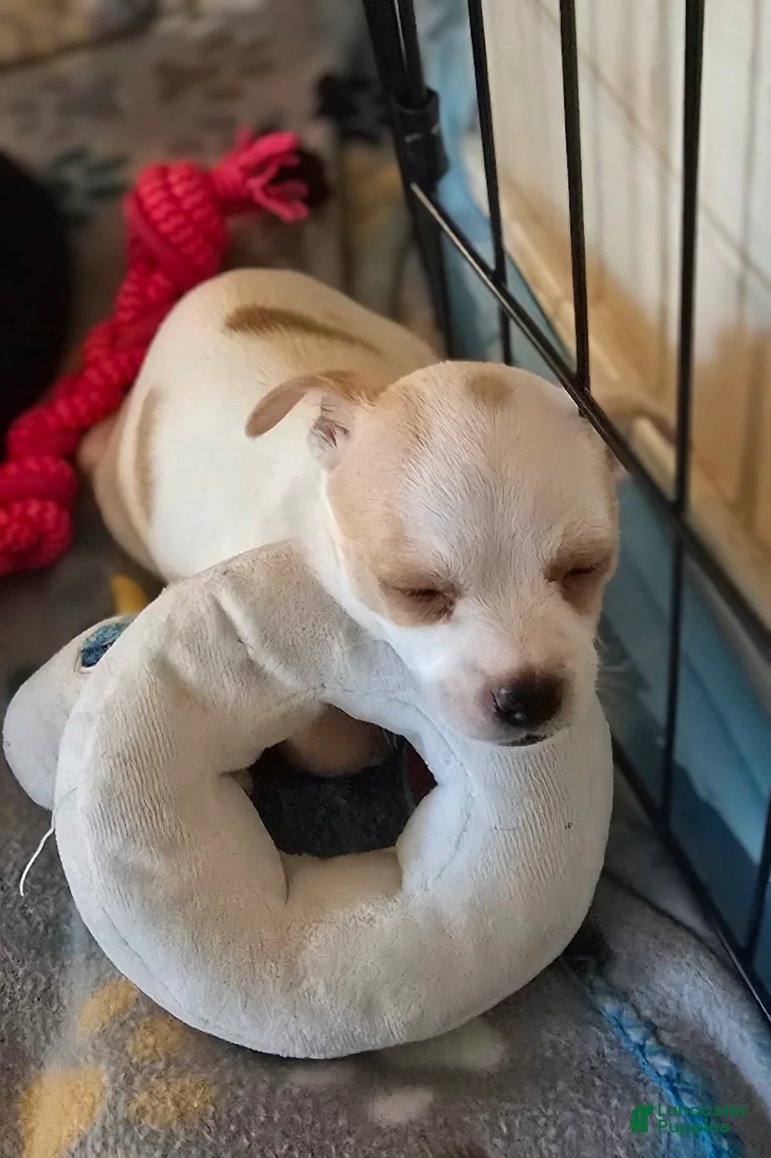 Mixed Breed dogs for sale: Mixed Breed 2 - Ad 2