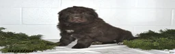 Newfoundland dogs for sale: Natalie - Ad 4