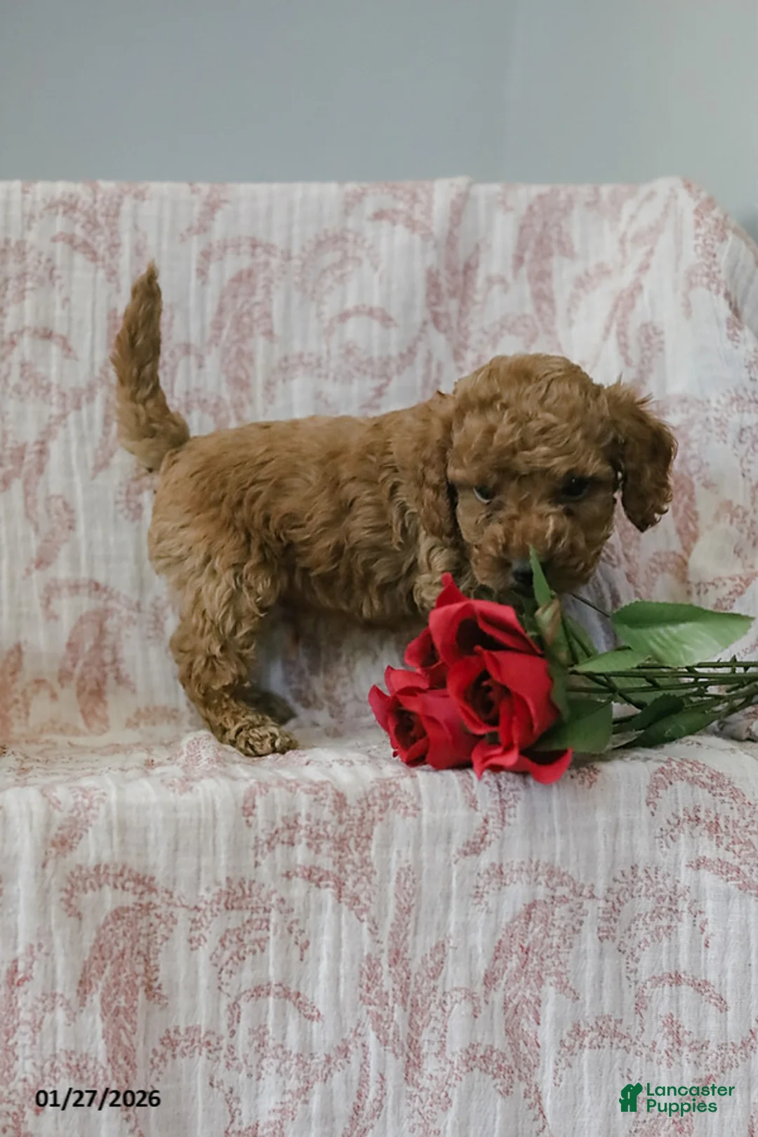 Cockapoo dogs for sale: Joey - Ad 6