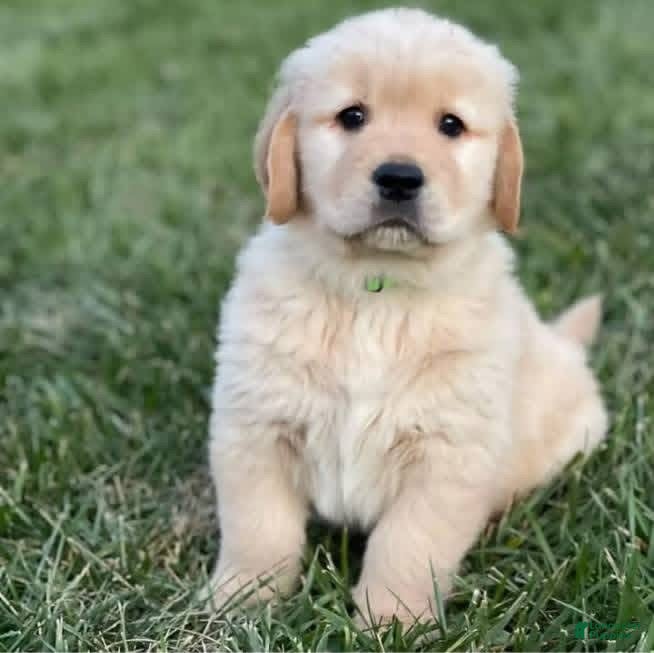 Golden Retriever dogs Golden Retriever Puppy 1 - Ad 13