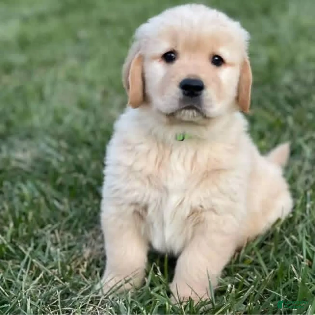 Golden Retriever dogs for sale: Golden Retriever Puppy 1 - Ad 1