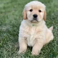 Golden Retriever Puppy 1