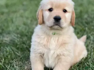 Golden Retriever dogs Golden Retriever Puppy 1 - Ad 11