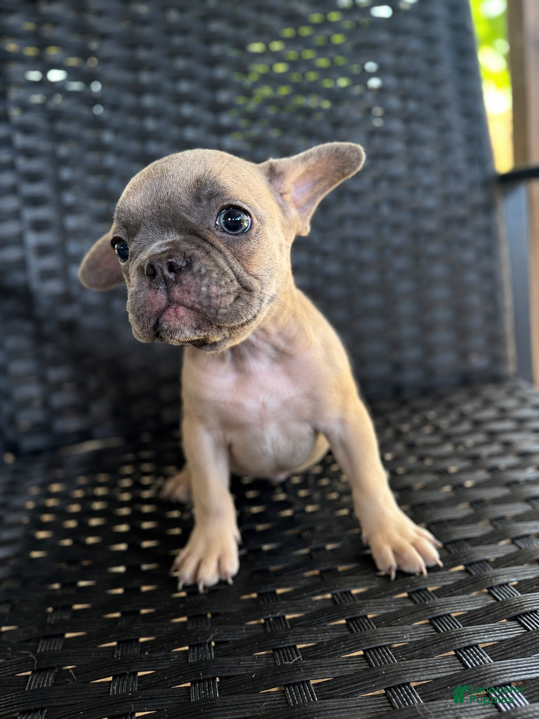 French Bulldog dogs Shadow  - Ad 37
