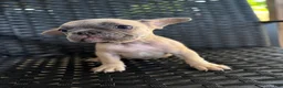 French Bulldog dogs for sale: Shadow  - Ad 1