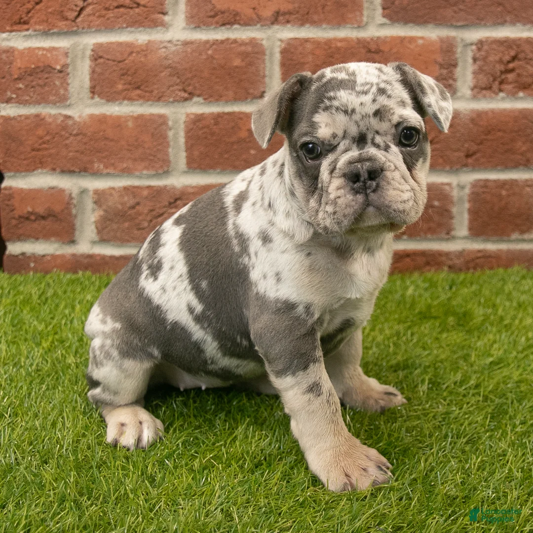 French Bulldog dogs for sale: Misty - Ad 1