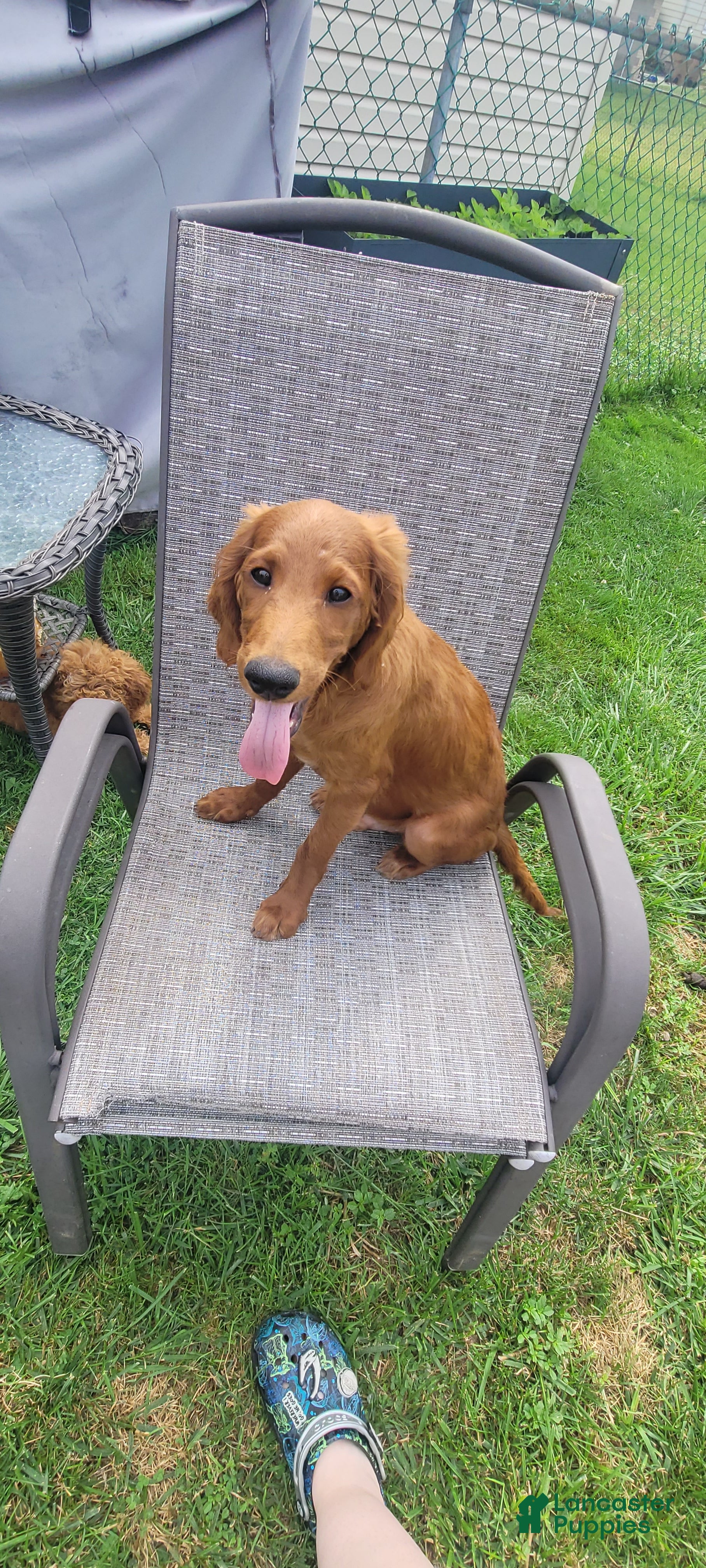 Mini Goldendoodle dogs for sale: Mini Goldendoodle Male 2 - Ad 2