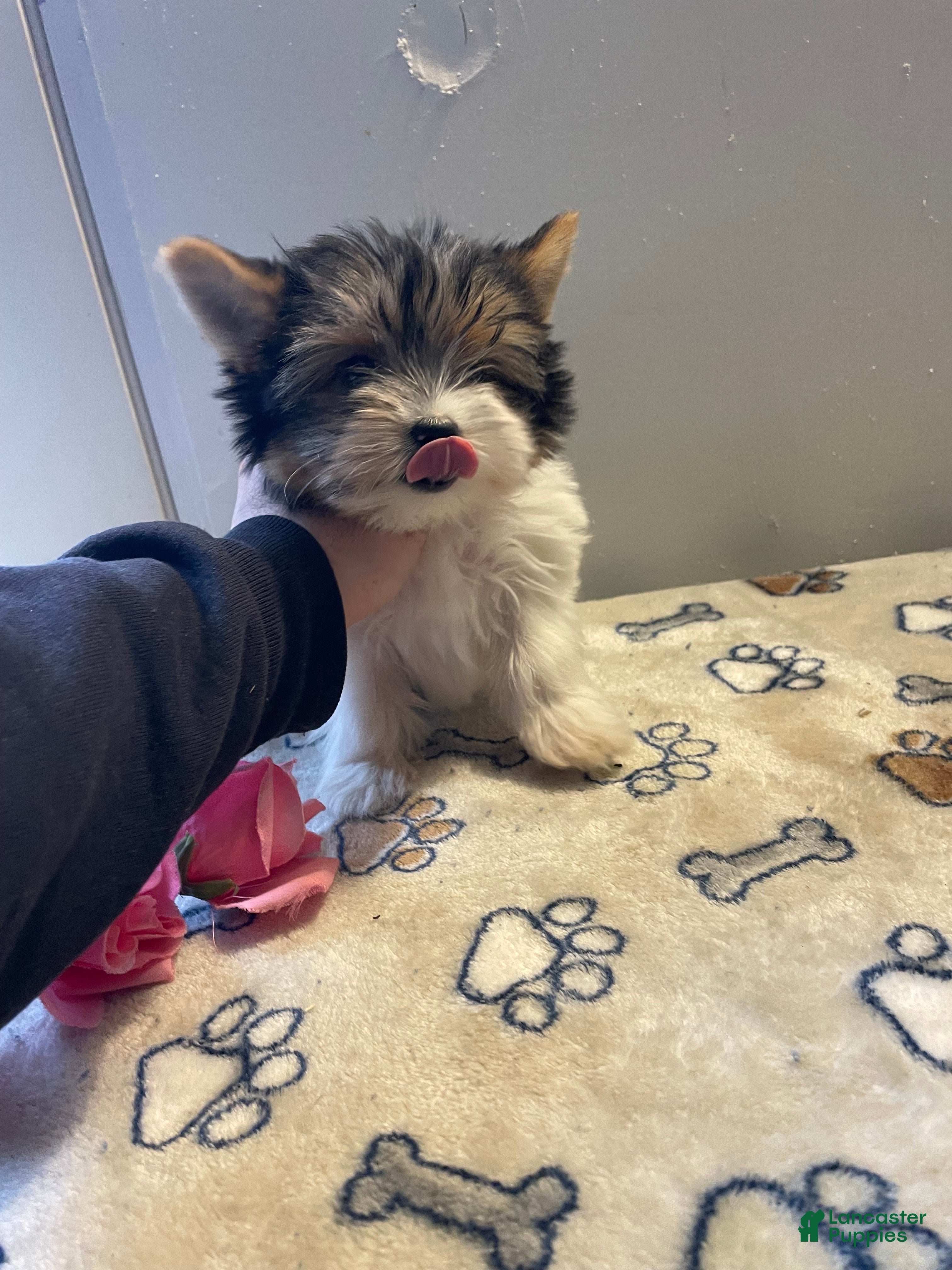 Yorkshire Terrier dogs Andy - Ad 40