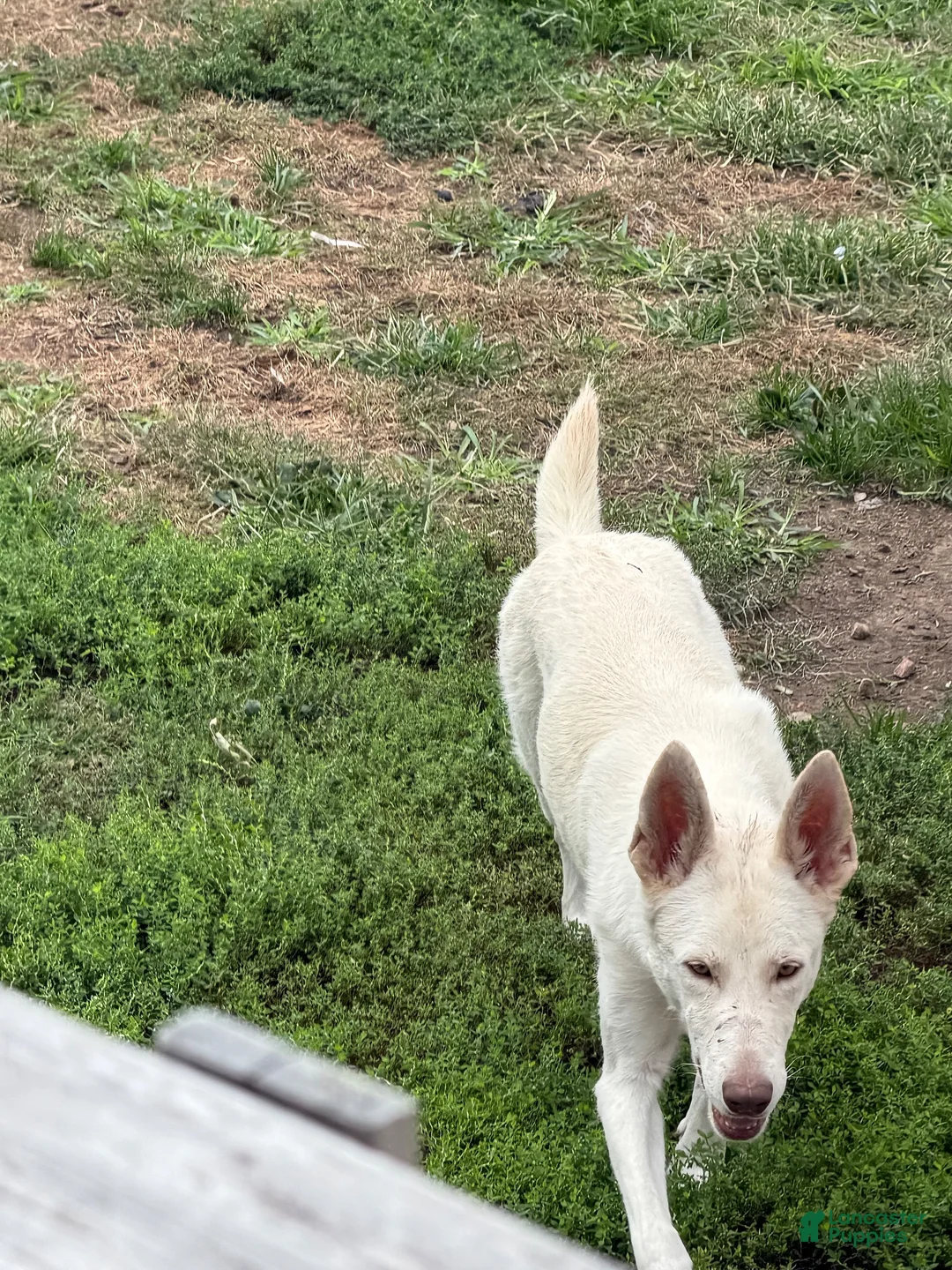 German Shepherd dogs for sale: German Shepherd 2 - Ad 2