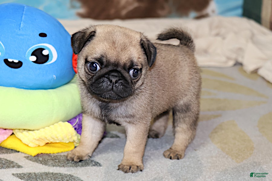 Pug dogs Sierra - Ad 2