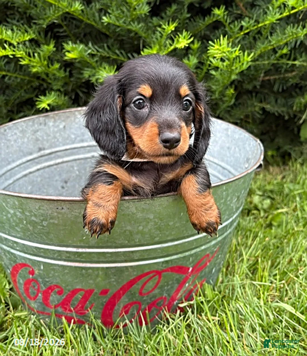 Dachshund dogs for sale: Jemma - Ad 3
