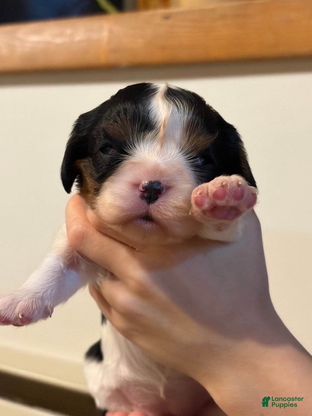 Cavalier King Charles Spaniel dogs for sale: Shepherd  - Ad 7