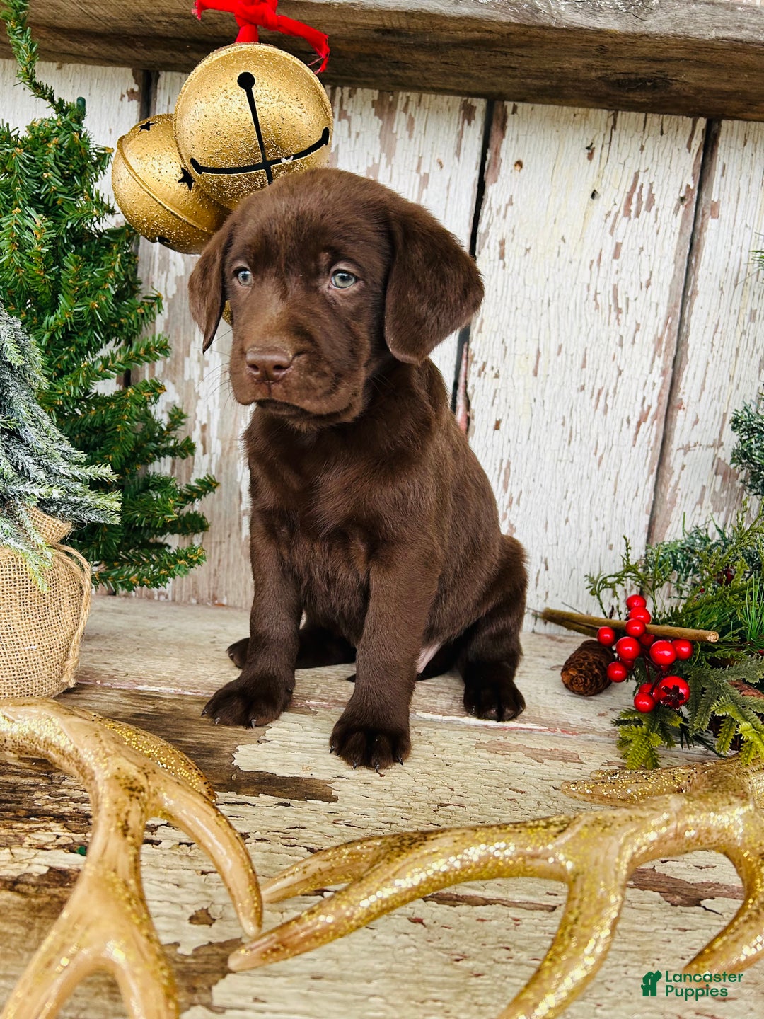 Labrador Retriever dogs for sale: Holly  - Ad 6