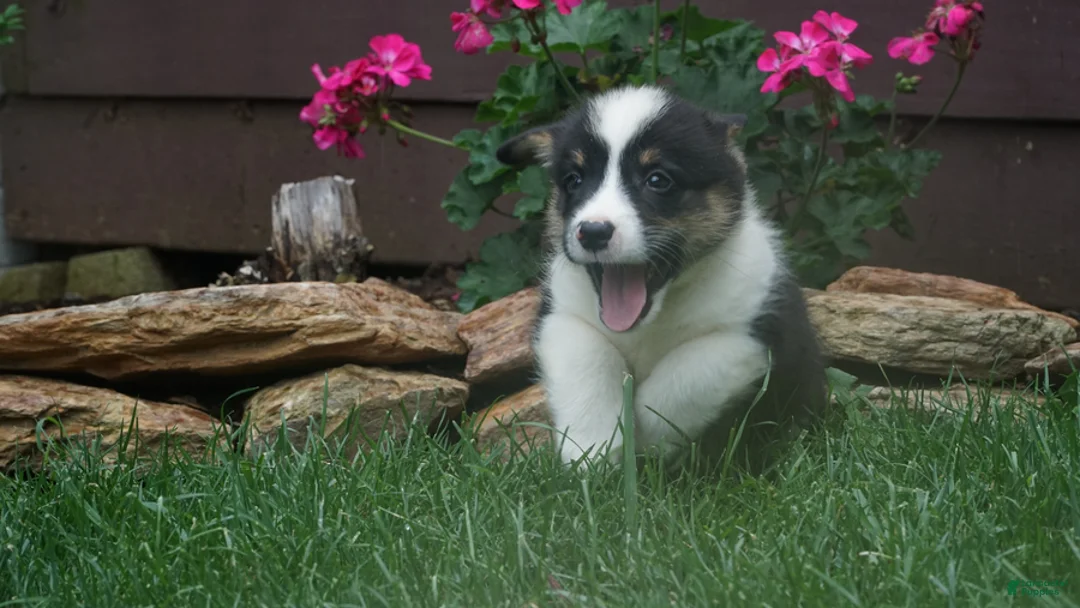 Welsh Corgi Pembroke dogs for sale: Jupiter - Ad 2