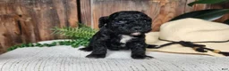 Mini Bernedoodle dogs for sale: Brock - Ad 6