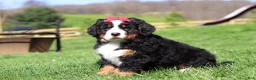Bernese Mountain Dog dogs for sale: Florence - Ad 8